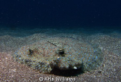 Peacock Flounder by Kris Williams 